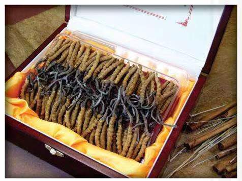 襄垣冬虫夏草回收